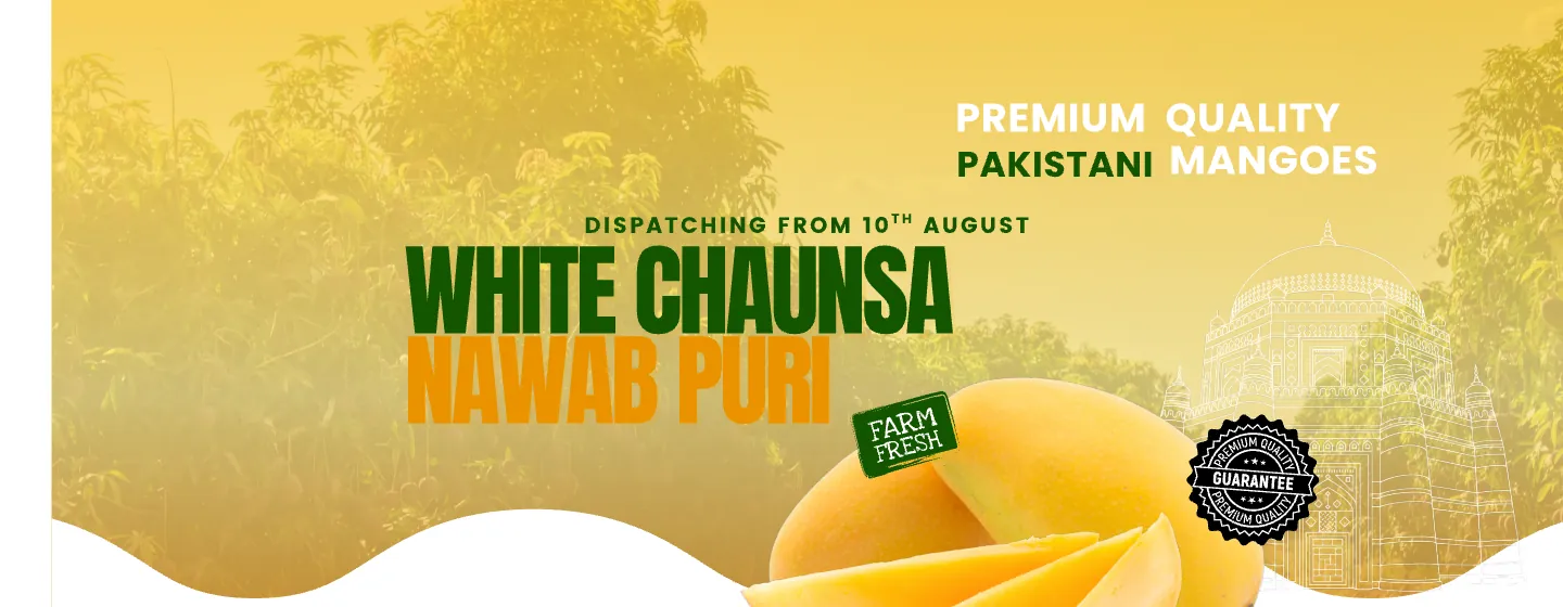 White Chaunsa Nawab Puri — the late-season premium Chaunsa | MMA Farms