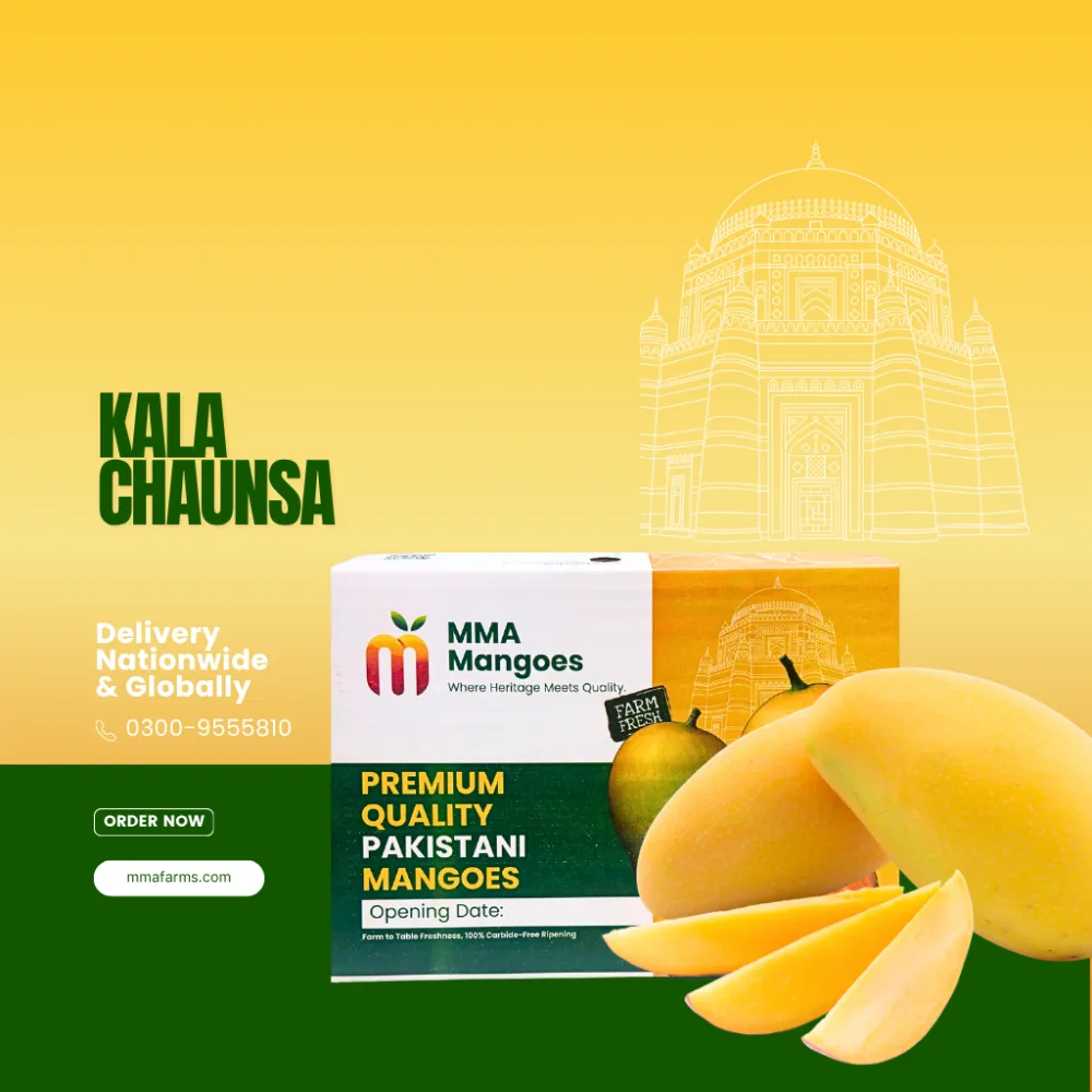 Black Chaunsa (کالا چونسا) — Premium Pakistani Mango