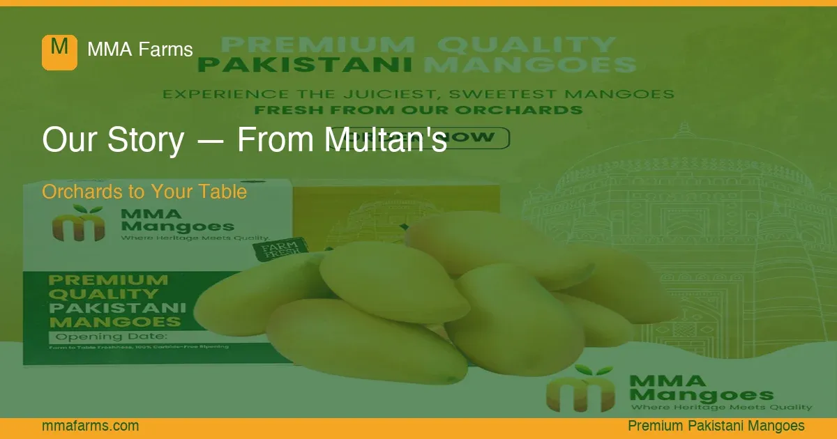 MMA Farms Multan Orchard Tour — Walk Through Our Mango Trees