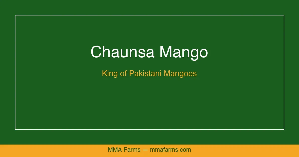 Chaunsa Mango Showcase — Pakistan's King of Mangoes
