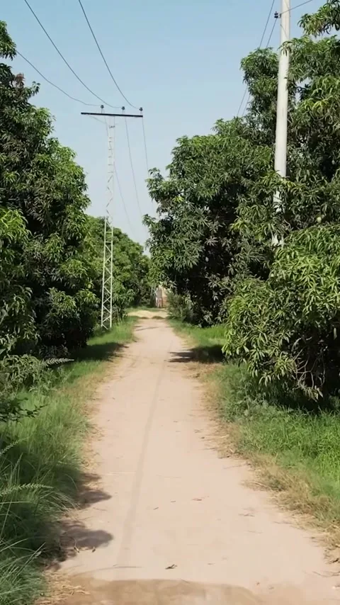 Our Multan Orchard — A Walk Through the Mango Trees